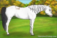 Horse Color:White Spotted Bay Dun Frame Rabicano and White Spotted Bay Dun Frame Rabicano