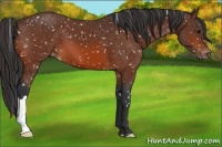 Horse Color:Bay Appaloosa 