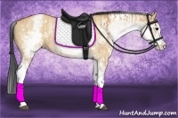 Horse Color:White Spotted Bay Dun Rabicano and White Spotted Bay Dun Rabicano