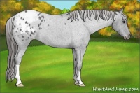 Horse Color:Blue Roan Appaloosa 