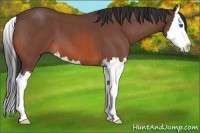 Horse Color:Bay Roan Splash 