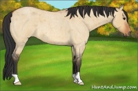 Horse Color:Bay Roan Dun 