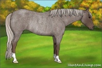 Horse Color:Silver Blue Roan Rabicano 