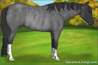Horse Color:Blue Roan Rabicano 