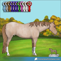 Horse Color:Blue Roan Pearl 