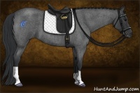Horse Color:Blue Roan 