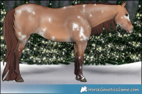 Horse Color:White Spotted Chocolate Bay Dun Rabicano  Brindle