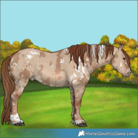Horse Color:White Spotted Red Dun Rabicano  and White Spotted Red Dun Rabicano 