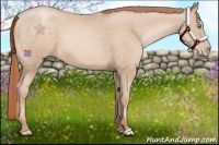 Horse Color:Buckskin Pearl 