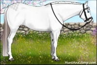 Horse Color:Bay Splash Appaloosa 