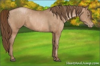 Horse Color:Bay Pearl  Brindle