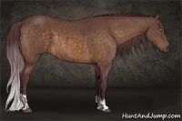 Horse Color:Chocolate Buckskin  and Chocolate Buckskin 