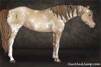 Horse Color:White Spotted Liver Chestnut Pearl  and White Spotted Liver Chestnut Pearl 
