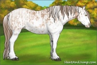 Horse Color:Bay Pearl Sabino  and Bay Pearl Sabino 