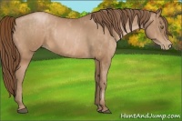 Horse Color:Bay Pearl  Brindle