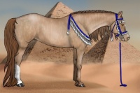 Horse Color:Bay Roan Pearl  Brindle