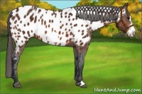 Horse Color:Bay Frame Appaloosa