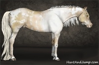 Horse Color:White Spotted Liver Chestnut Pearl Sabino  Brindle