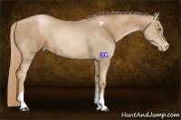 Horse Color:Liver Chestnut Pearl Sabino and Liver Chestnut Pearl Sabino