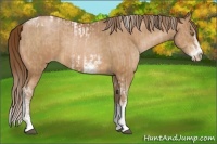 Horse Color:Bay Pearl Sabino Tobiano Frame and Bay Pearl Sabino Tobiano Frame
