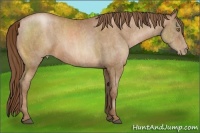 Horse Color:Bay Pearl Brindle