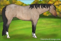 Horse Color:Bay Roan Dun 