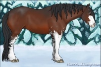 Horse Color:Bay Sabino 