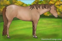 Horse Color:Bay Pearl  and Bay Pearl 