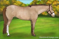 Horse Color:Bay Pearl  and Bay Pearl 