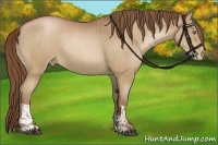 Horse Color:Bay Pearl  and Bay Pearl 