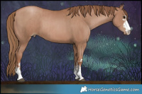 Horse Color:Black Pearl  and Black Pearl 