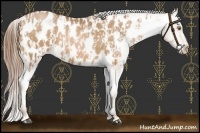 Horse Color:Bay Pearl Appaloosa  and Bay Pearl Appaloosa 