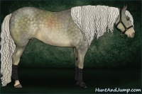 Horse Color:Chocolate Palomino and Chocolate Palomino