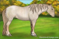 Horse Color:Liver Red Roan Pearl  and Liver Red Roan Pearl 