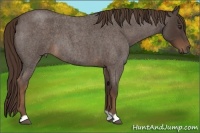 Horse Color:Liver Red Roan 