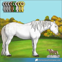 Horse Color:White Spotted Liver Chestnut Pearl Mushroom  and White Spotted Liver Chestnut Pearl Mushroom 
