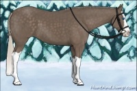 Horse Color:Silver Black Splash