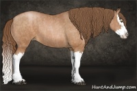 Horse Color:Bay Pearl Splash Brindle