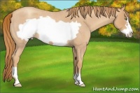 Horse Color:Gold Champagne Roan Frame 