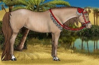 Horse Color:Bay Pearl  and Bay Pearl 