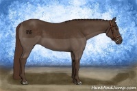 Horse Color:Liver Chestnut 