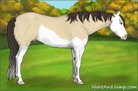 Horse Color:Amber Champagne Dun Splash