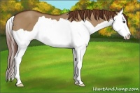 Horse Color:Red Dun Splash