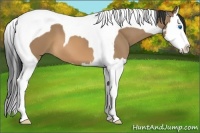 Horse Color:Bay Dun Splash Tobiano 