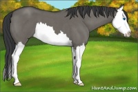 Horse Color:Grullo Roan Splash 