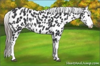 Horse Color:Black Appaloosa Rabicano 