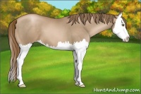 Horse Color:Liver Chestnut Pearl Splash 