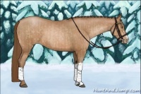 Horse Color:Bay Pearl  and Bay Pearl 