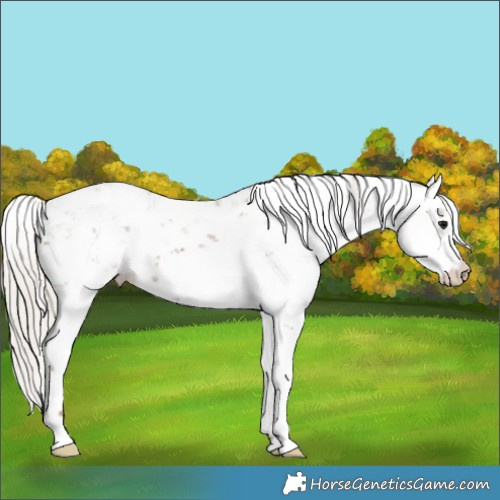 Horse Color:Chocolate Silver Grullo Sabino  Brindle