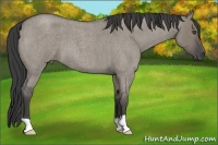 Horse Color:Smoky Grullo Roan